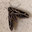 A hawk moth on a wall at the Lady Bird Johnson Wild Flower Center.